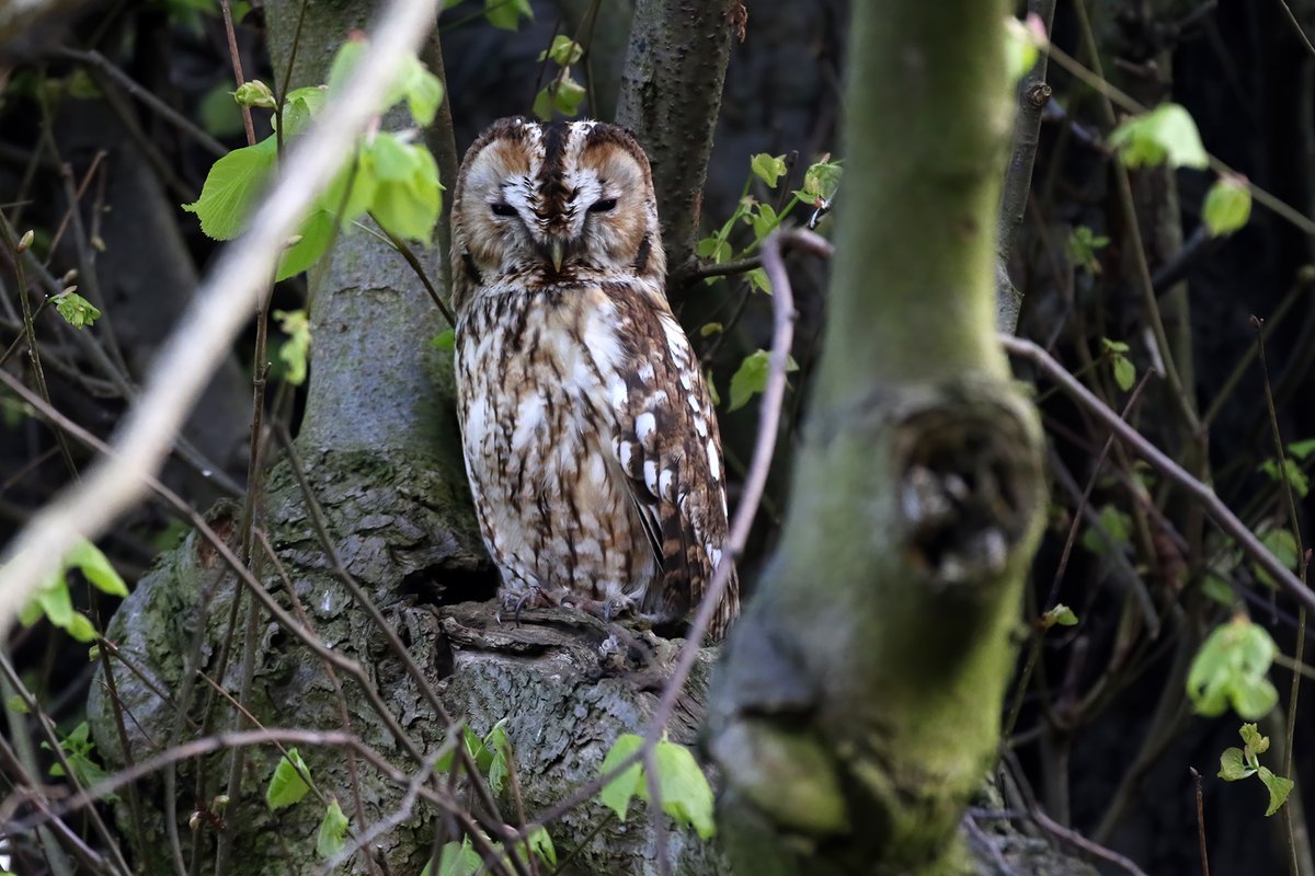 johnhiggins777's tweet image. Another lovely stroll through Dunham again this evening. A few more for another late entry for this weeks WW @DunhamMasseyNT  @CanonUKandIE @BBCSpringwatch @OwainWynEvans @WildlifeMag #WildlifeWednesday #TwitterNatureCommunity