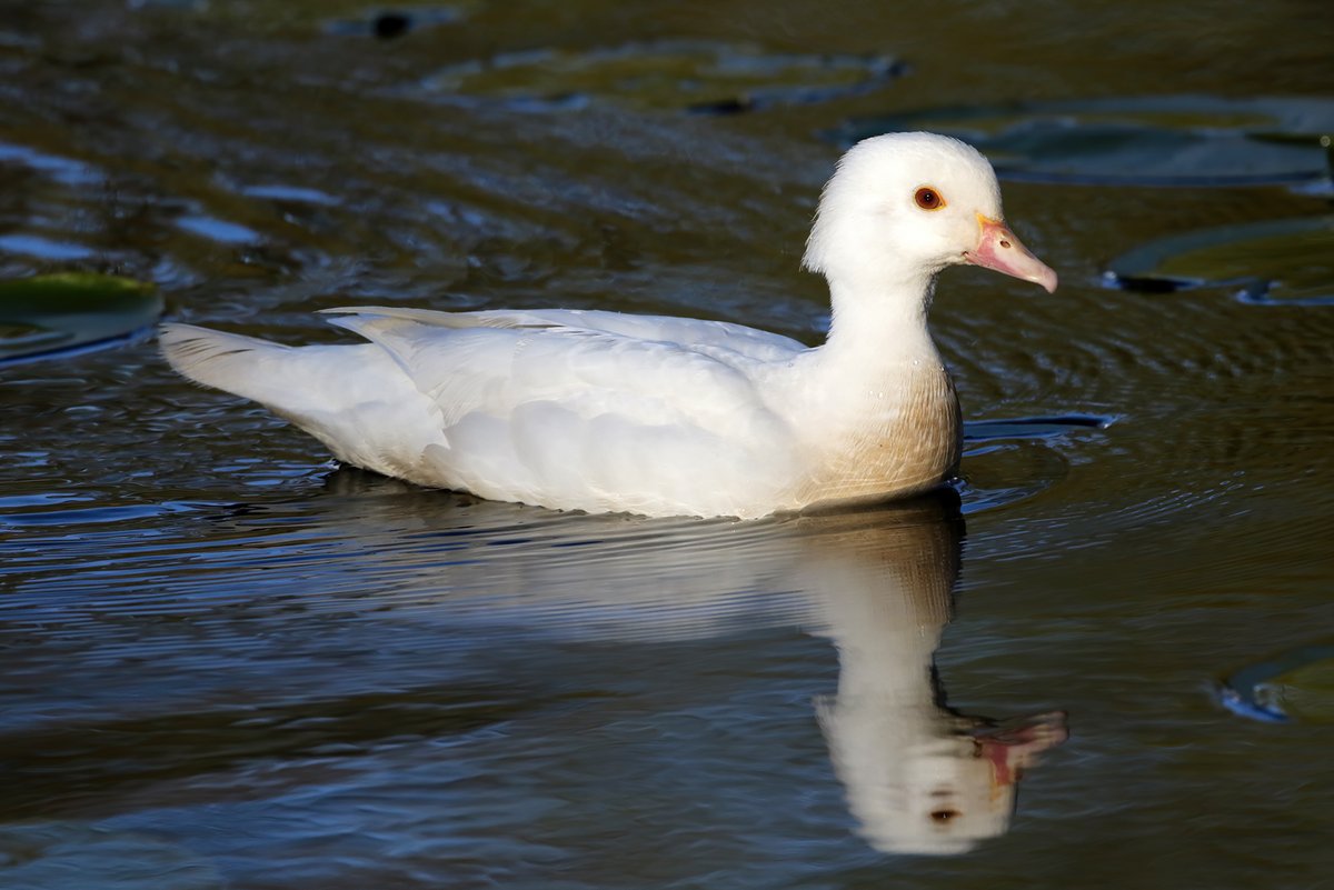 johnhiggins777's tweet image. Another lovely stroll through Dunham again this evening. A few more for another late entry for this weeks WW @DunhamMasseyNT  @CanonUKandIE @BBCSpringwatch @OwainWynEvans @WildlifeMag #WildlifeWednesday #TwitterNatureCommunity