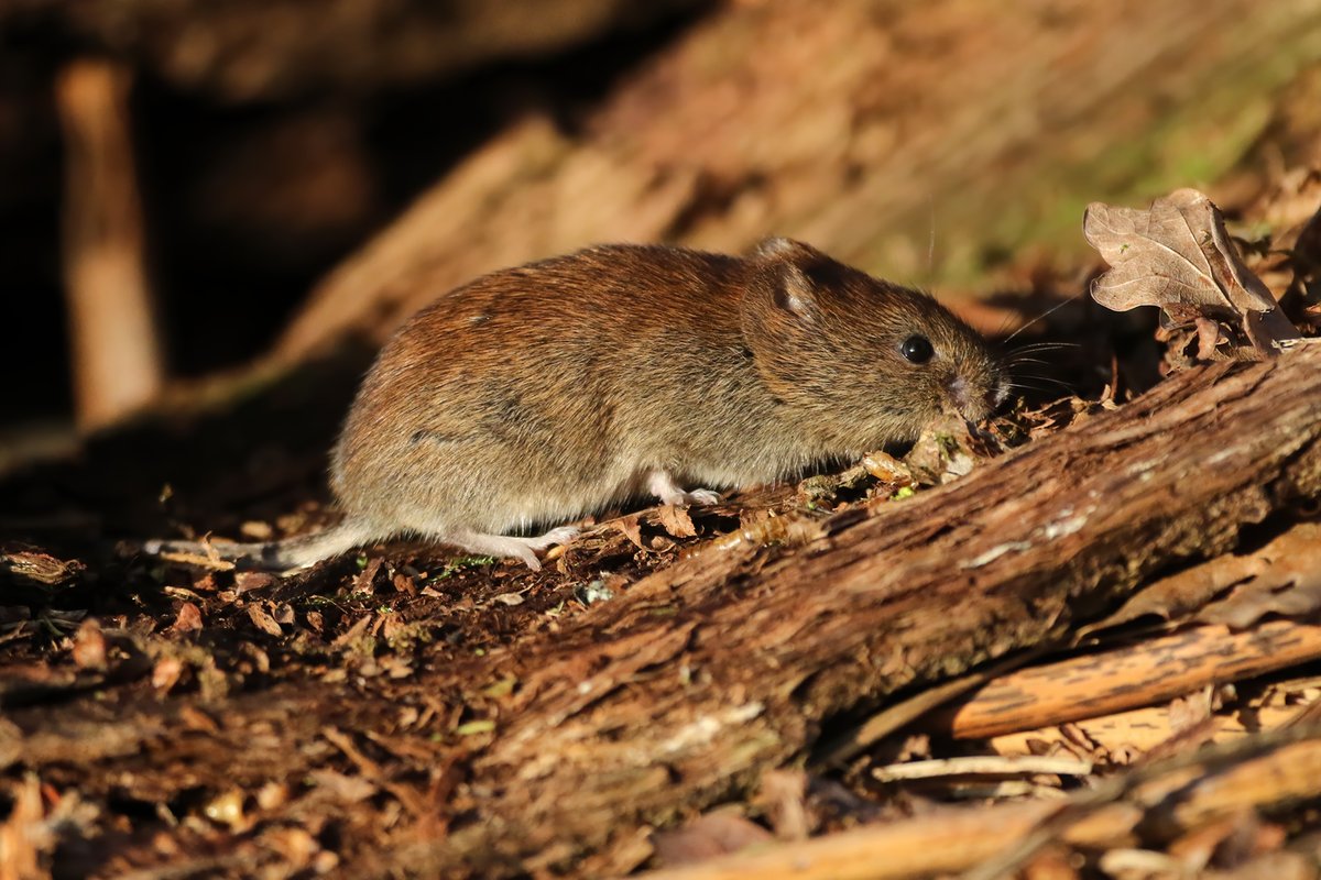 johnhiggins777's tweet image. Another lovely stroll through Dunham again this evening. A few more for another late entry for this weeks WW @DunhamMasseyNT  @CanonUKandIE @BBCSpringwatch @OwainWynEvans @WildlifeMag #WildlifeWednesday #TwitterNatureCommunity