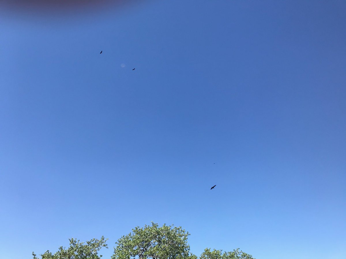 Update after being MIA for half the day mom said that they have returned and now theyre circling overhead. Haven’t messed with the house tho so fingers crossed they’re enjoying the neighborhood but being good neighbors now 