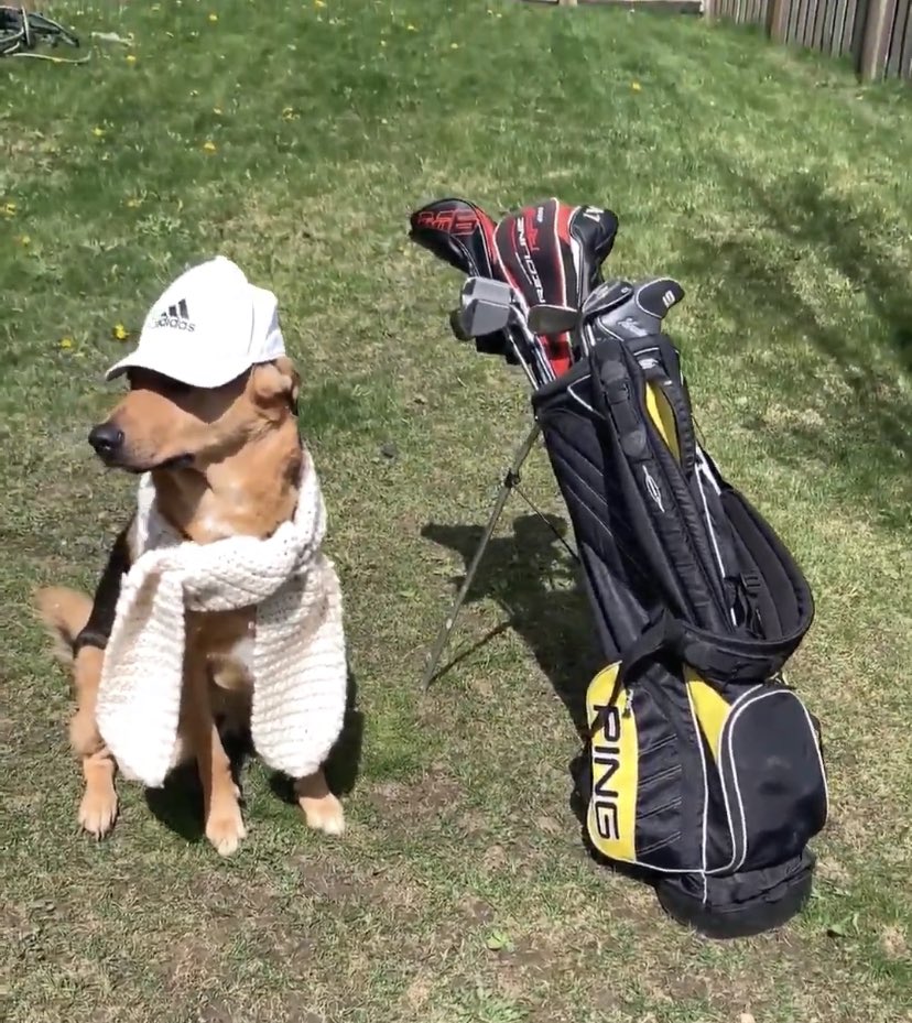 JacksonTheHuski's tweet photo. 143 to the pin , 122 to fly the bunkers
#ripmarta
@PGATOUR https://t.co/0K210eucBY