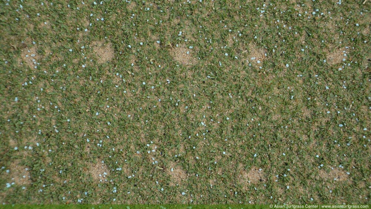 asianturfgrass's tweet photo. When greens are cored, they often get extra fertilizer, extra water, instantly change to higher effective mowing height, and get a break from mowing. Is the vigorous grass post-coring a response to the holes, or a response to those other treatments? https://t.co/7HTWDdU0AP