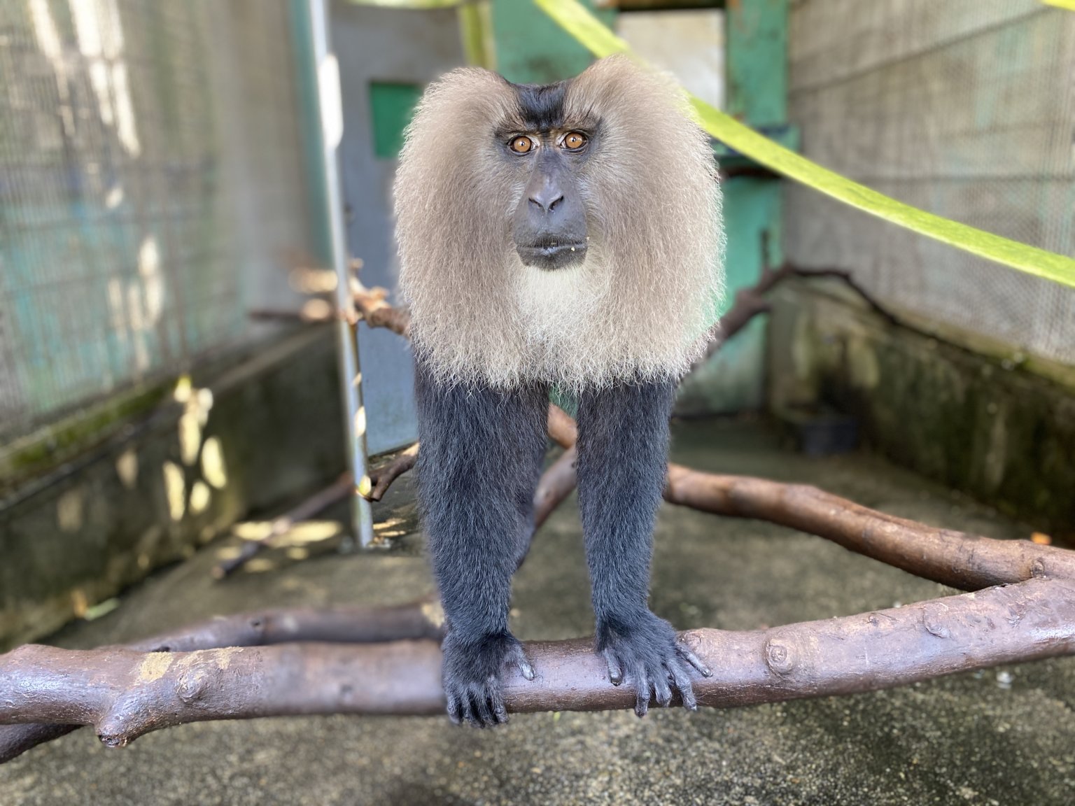 日本モンキーセンター 公式 マカクフェス マカク属のサルが直面している危機のひとつに狩猟が挙げられます 狩猟の目的は食用や漢方のためのほか スポーツやペットとしての需要もいまだにあるようです さらに ヒトの生活圏に近い種はヒトとの軋轢