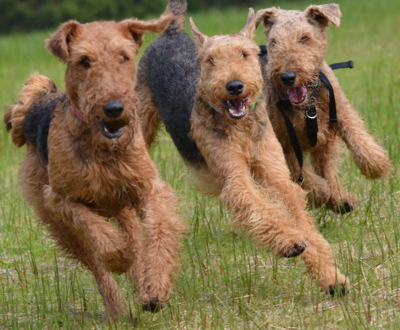 alma_primary tweet media