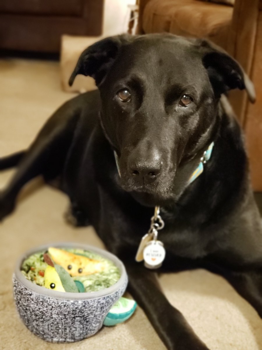 ChezMable's tweet photo. Gappy Cinco De Mayo! 🌮 🇲🇽
#CincodeMayo #CincodeMayo2021 #EveryDayIsAGift #ChezMable #MableStrong #CanineCancerWarrior #CanineGoodCitizen https://t.co/7hQXxpg4wc