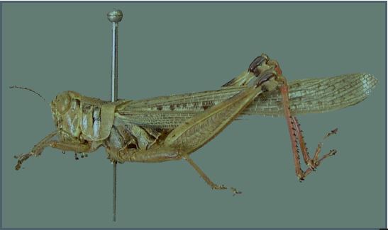 In 1875, a series of locust swarms the size of California ripped through the Western frontier Blotting out the sun and causing the modern equivalent of $4 billion in damages, major famines followed in their wake In 1902, just 25 years later, the species went extinct #DeepDive