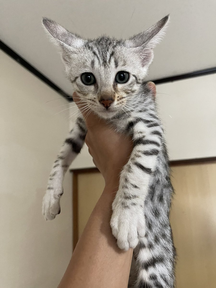 Wildfacesavannah カッコいいシルバーのサバンナキャットの男の子2匹と女の子1匹 新しいご家族募集中 有償 です 気になった方はお問い合わせください 猫 子猫 サバンナキャット 販売 猫好きさんと繫がりたい 猫のいる暮らし 猫のいる生活 Wildfacesavannah カッコいいシルバーのサバンナキャットの男の子2匹と女の子1匹 新しいご家族募集中 有償 です 気になった方はお問い合わせください 猫 子猫 サバンナキャット 販売 猫好きさんと繫がりたい 猫のいる暮らし 猫のいる生活