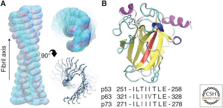 2) all tumors. From the approximately 200 different single mutations already described in p53, several residues are considered as hotspots, including R248, R175, G245, R273, R249, and R282 (Petitjean et al. 2007). All of these residues are found in p53's core domain, which is