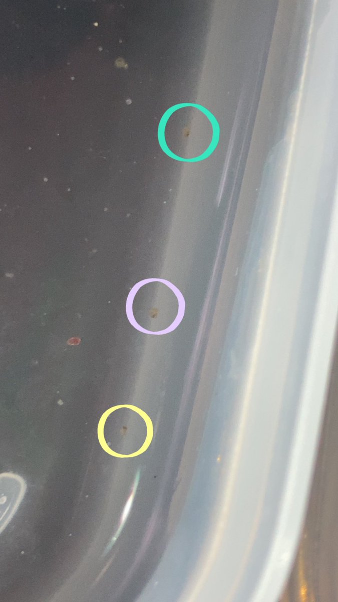 Hashtag コリドラスピグマエウス Su Twitter