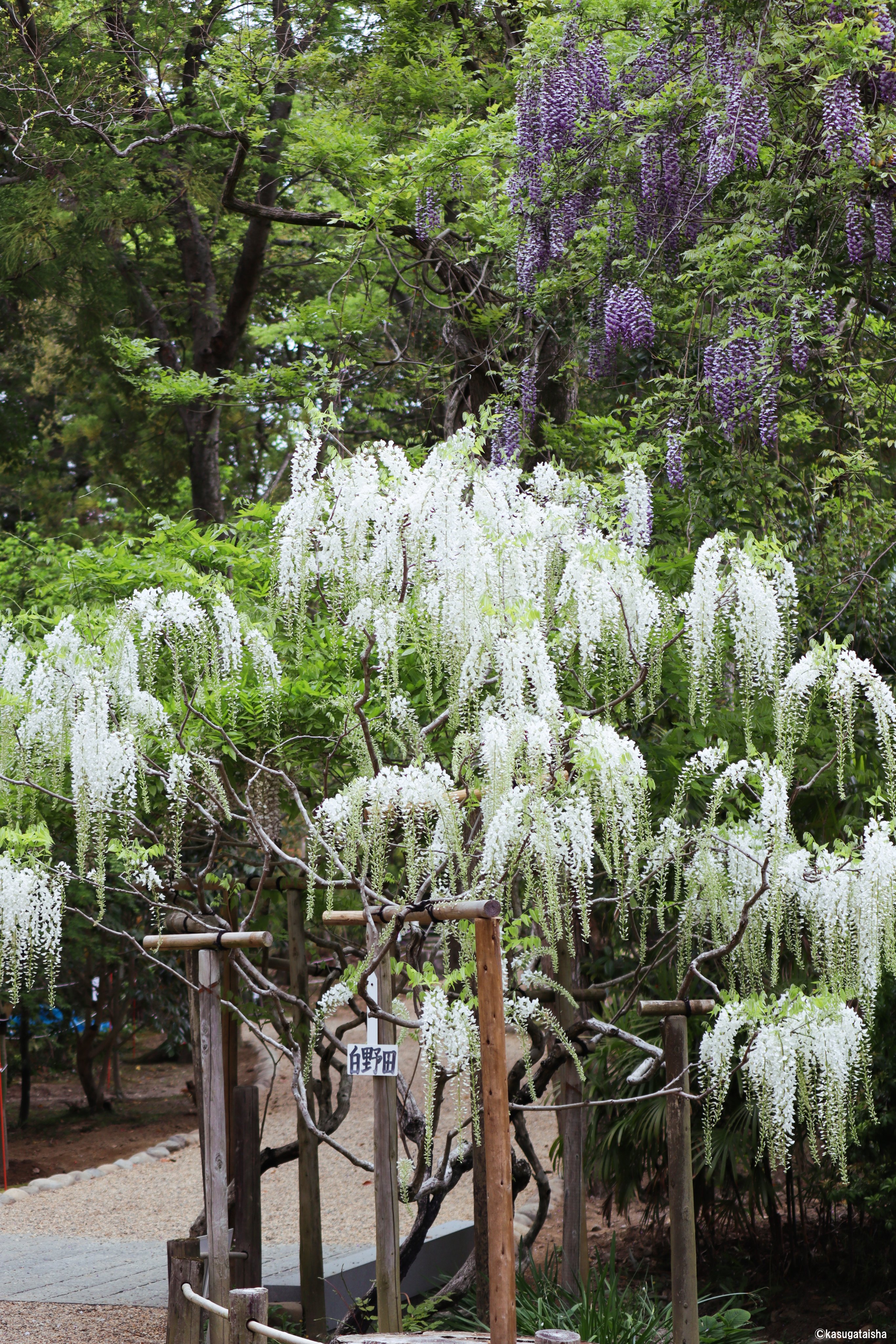 春日大社 Kasugataisha Shrine 公式 令和3年 藤の園 白 春日大社 萬葉植物園 奈良 藤 藤の花 今年もありがとう 来年もよろしく T Co apbwuitq Twitter