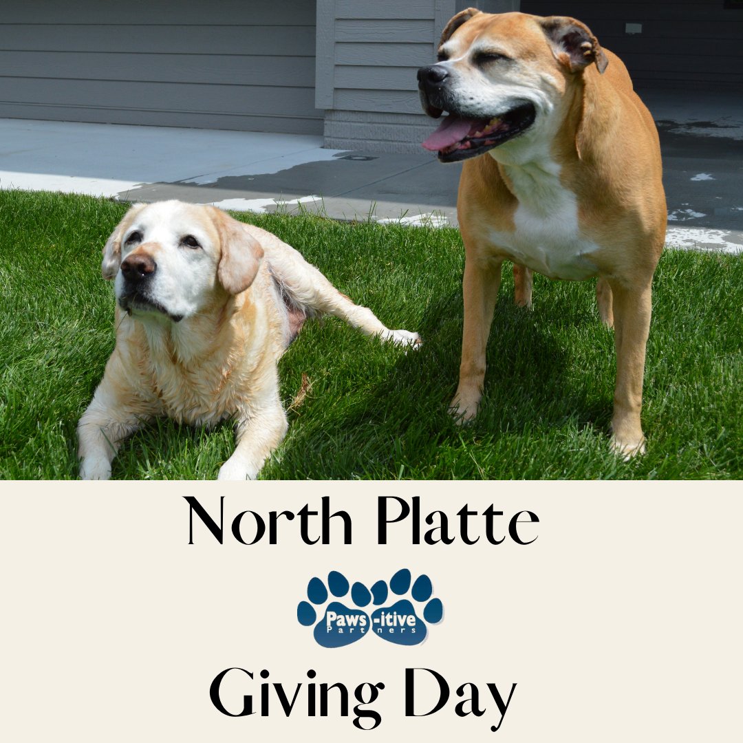 It’s not too late to donate for North Platte Giving Day! We donated to PAWS-itive Partners Humane Society because they will always have a very special place in our hearts. #adoptdontshop #cogsdogs #seniordogs #dogs #northplattegivingday #pawsitivepartners #pawsitiveimpact