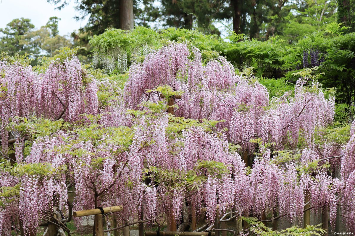 春日大社 Kasugataisha Shrine 公式 S Tweet 令和3年 藤の園 ピンク 春日大社 萬葉植物園 奈良 藤 藤の花 今年もありがとう 来年もよろしく Trendsmap