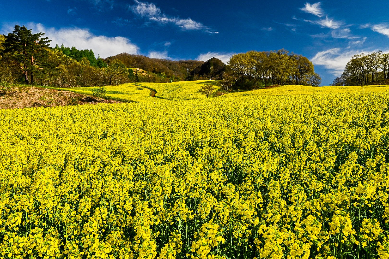 自由人kana 今朝撮影した三ノ倉高原 菜の花畑 晴天の菜の花畑には風がなく鳥の鳴き声しか聞こえないとても静かな時間が流れてました 福島撮影隊 ふくつぶ 菜の花 全開朝撮 空ネット Ftvテレポートプラス 三ノ倉高原 T Co pgnrxeqp Twitter