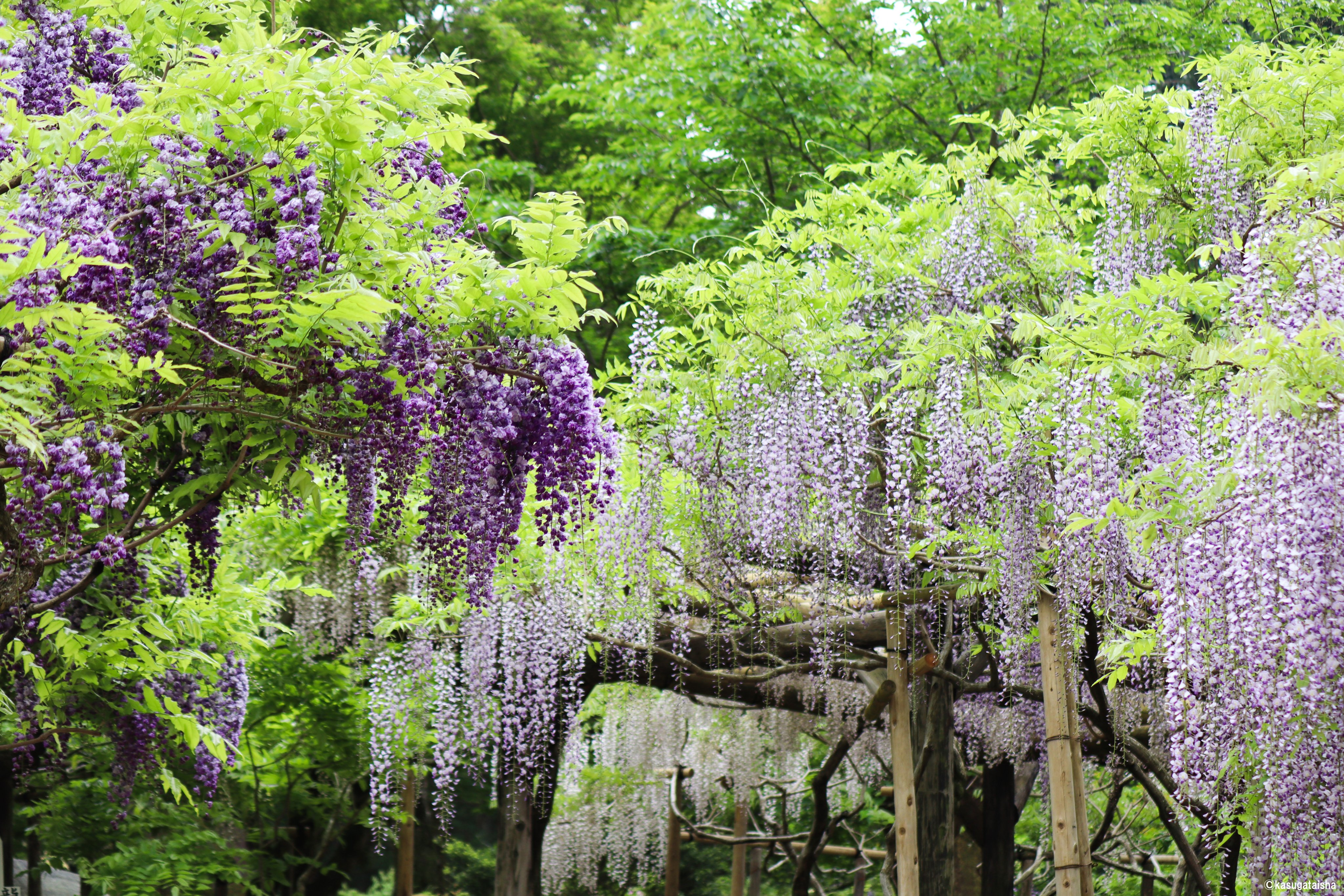 春日大社 Kasugataisha Shrine 公式 令和3年 藤の園 いっぱい 春日大社 萬葉植物園 奈良 藤 藤の花 今年もありがとう 来年もよろしく T Co 6yiwmevbrx Twitter