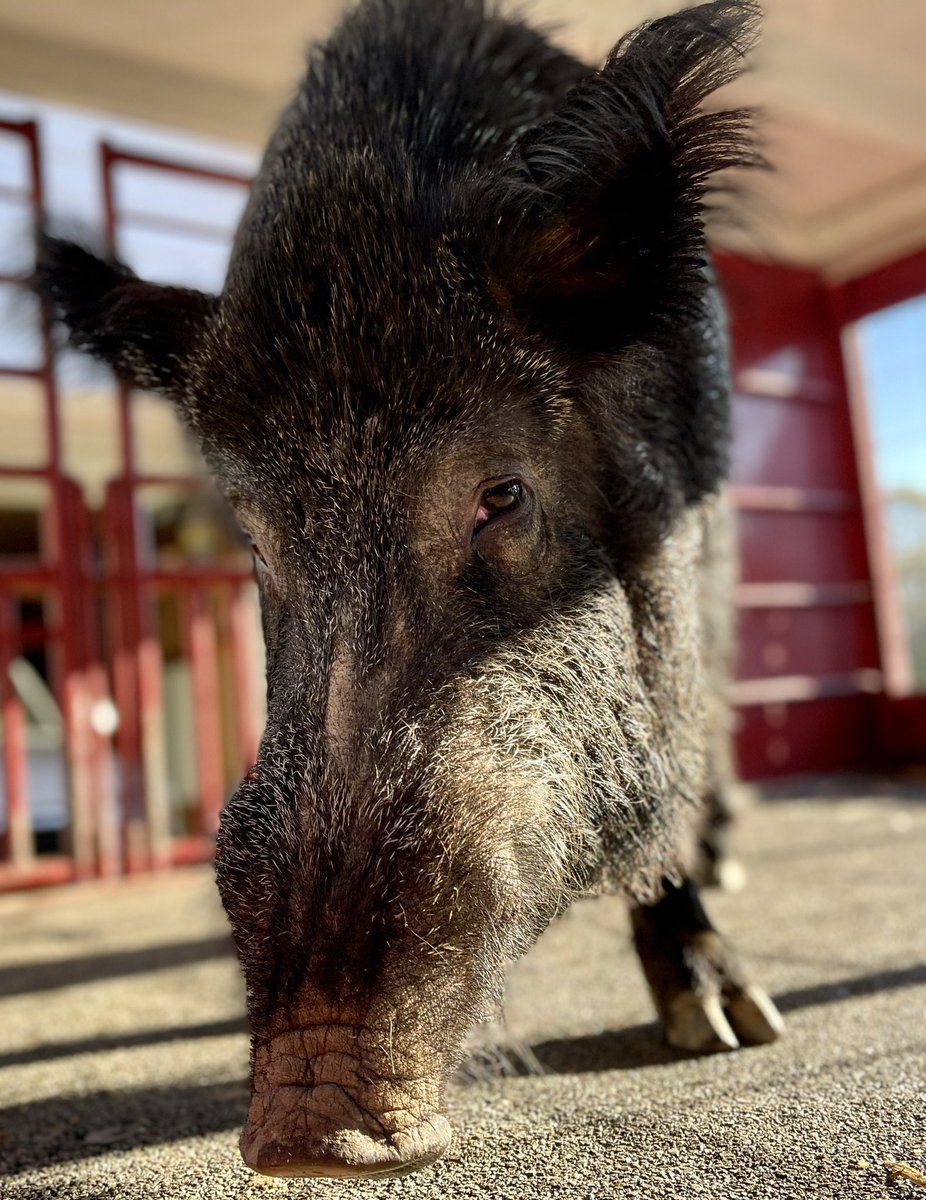 Tusk_UA's tweet image. Well, look at that! No Twitter crop! 🤩🐗