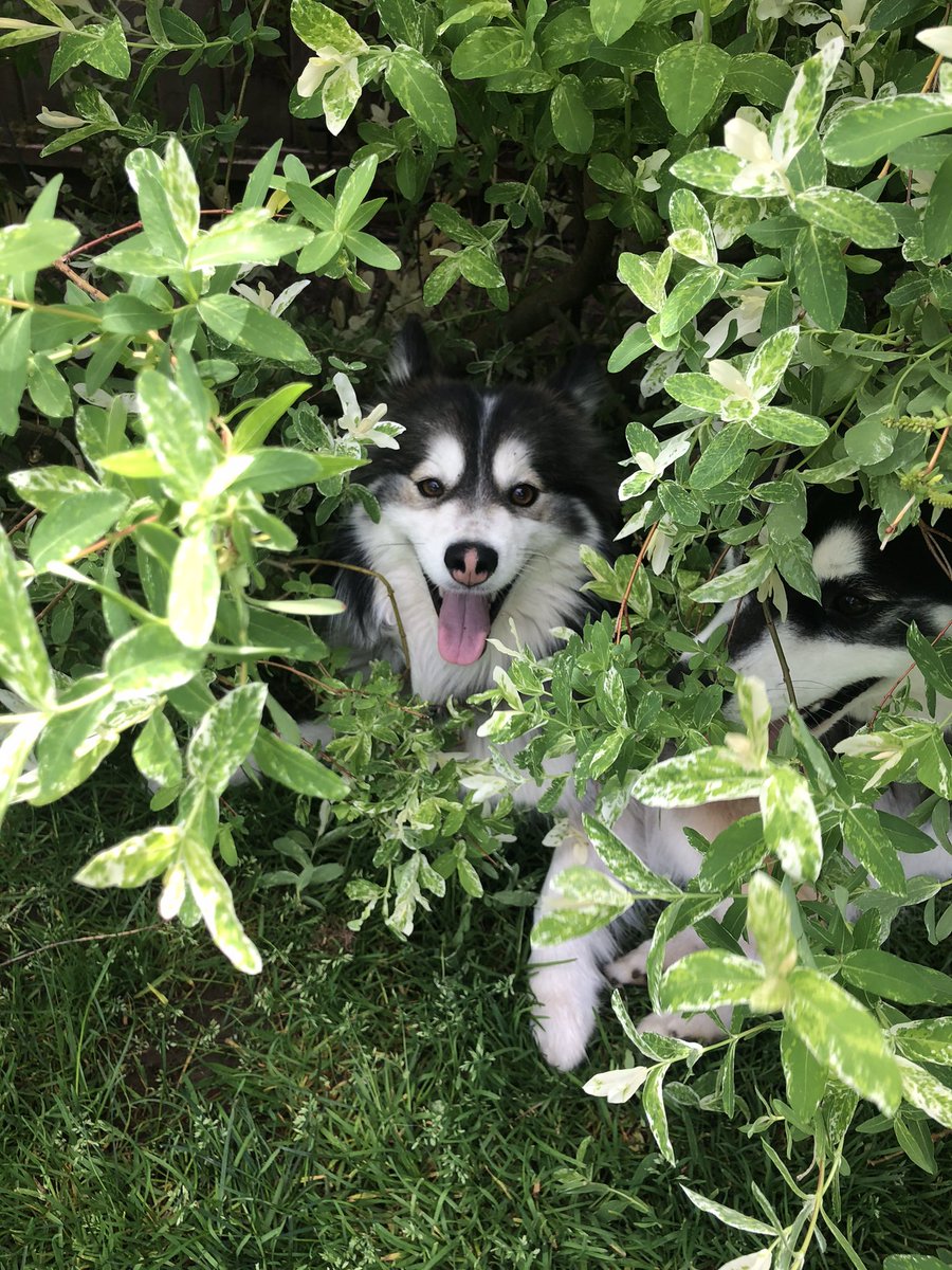 MiraWoofWoof's tweet photo. @purplemonkey790 Our little pack makes is smile every day, even when they dig holes they shouldn’t and chew things they found 🤣🤣 https://t.co/ANfLLfCKF0
