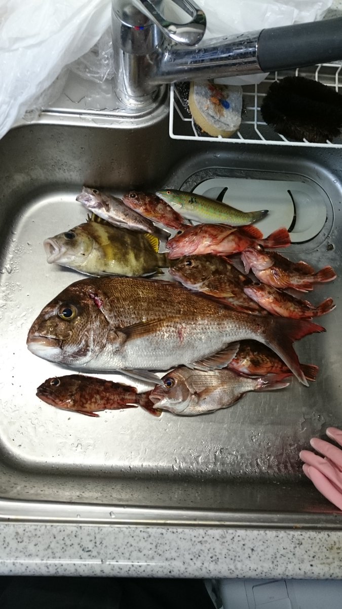 岡田洋 小豆島はコロダイ ベラも釣れました 初夏は魚種も増えて楽しくなりますね 岡山 釣り好き 岡山 タイラバ 岡山 船釣り 岡田洋 小豆島はコロダイ ベラも釣れました 初夏は魚種も増えて楽しくなりますね 岡山 釣り好き 岡山 タイラバ 岡山 船釣り