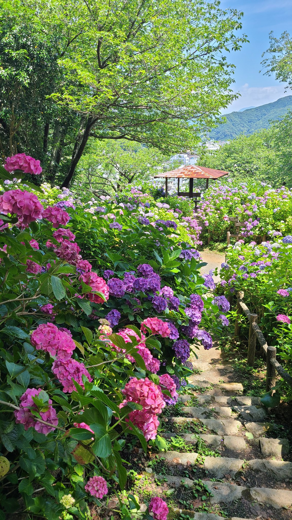 伊豆下田蓮台寺温泉 清流荘 今年の 下田公園あじさい 祭り は感染予防対策をして6月1日から開催するとのことです 約15万株300万輪のあじさいは必見です 縦長サムネ T Co 07nhodovs8 Twitter