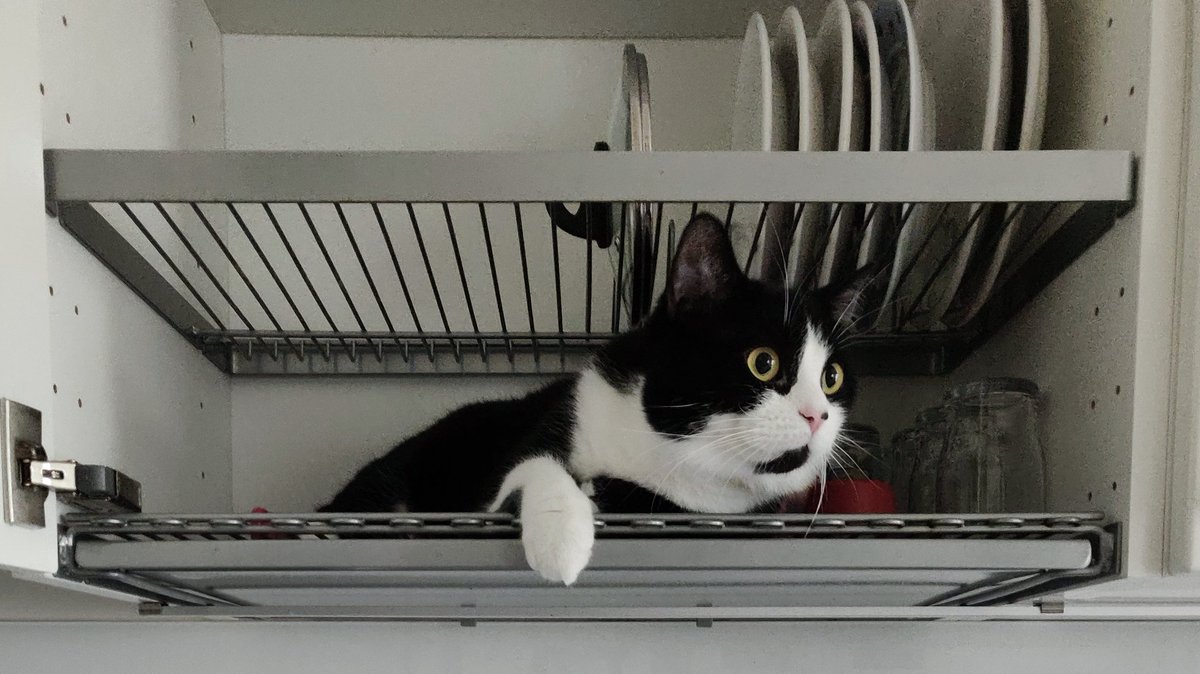 mehryyppo's tweet image. Miä en kestääää!!! Tämä kissa on kyllä ihan omaa luokkaansa. Aiemmin on tutkinut astianpesukoneen sisuksia, mutta tänään tehtiin uusi aluevaltaus. Kun aamu alkaa näin, päivästä ei voi tulla huono. Eihän? #kissat #kissatwiitti