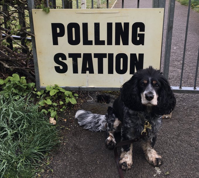 A dog sitting in front of a polling station sign