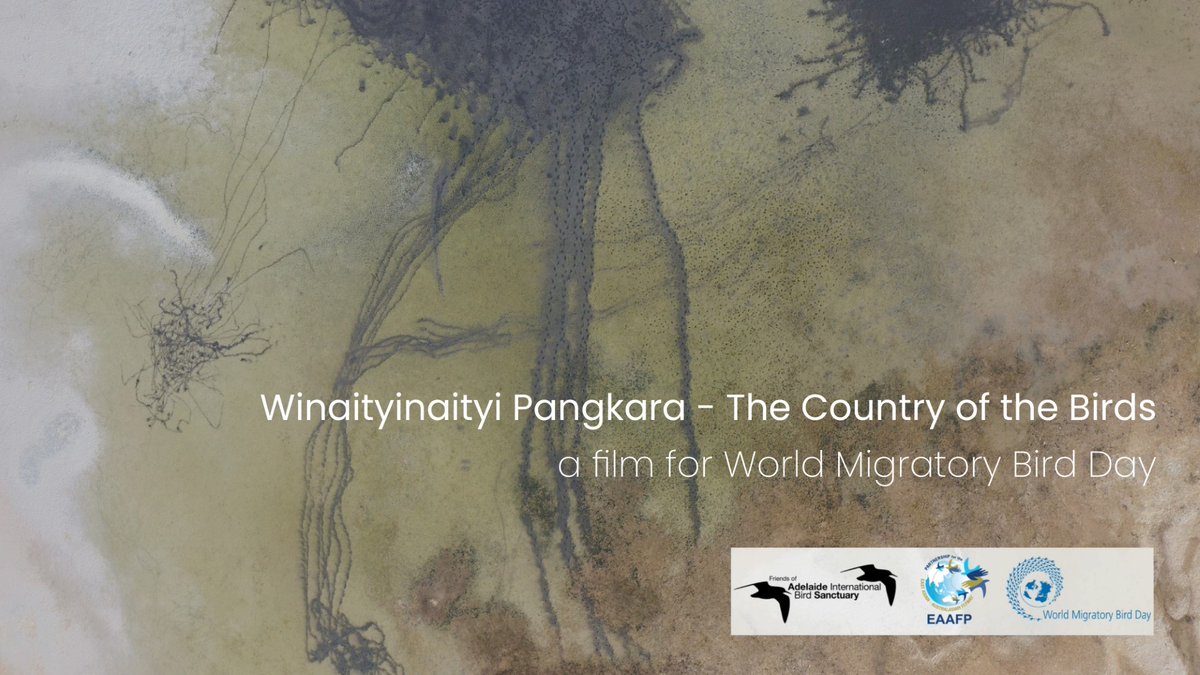 Film Premiere (online): Jeffrey Newchurch and Lynette Crocker, two elders integral to the establishment of Winaityinaityi Pangkara, the Adelaide International Bird Sanctuary, reflect on the importance of this place to the Northern Kaurna people. https://www.worldmigratorybirdday.org/node/506294   #WMBD2021