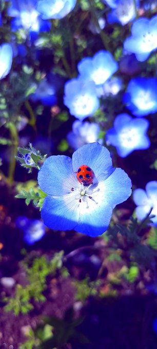 ネモフィラのtwitterイラスト検索結果