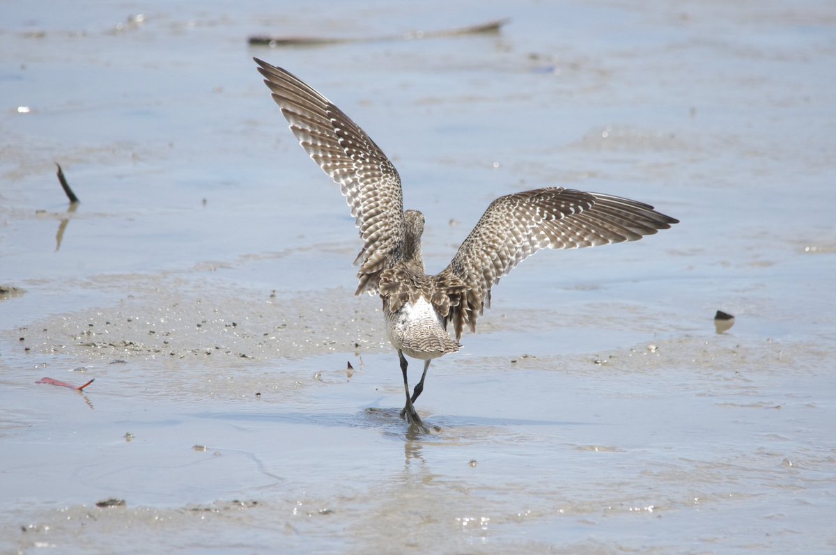 And share your photos and stories of migratory birds with us and the world on Saturday, 8th May,  #WorldMigratoryBirdDay  #WMBD2021.Include the hashtag  #rememberthewild if you'd like us to see them :): 1-3  @CavalloDelMare/ @RTW_Aus, 4  @roamingmoth