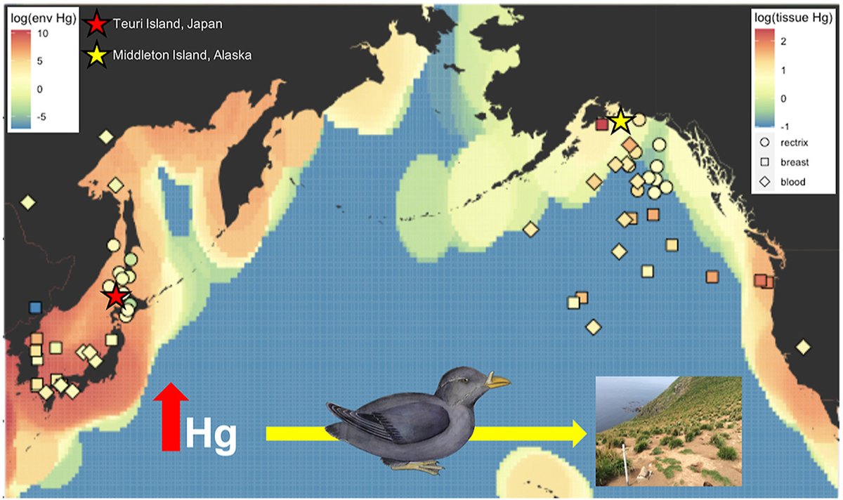 4/11. We found that mercury concentrations in  #seabird tissues reflected those in the environment, as shown in this figure. This suggests  #seabirds can transport mercury over long distances and deposit it in terrestrial ecosystems.  #WSTC7  #ContSesh2