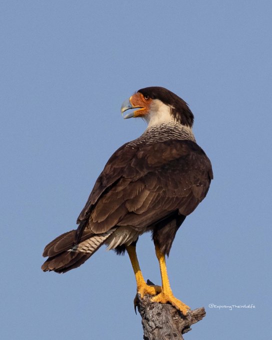 The Crested Caracara scoping out his surroundings. I was hoping to see it doing the &ldquo;head throwback display&rdquo;<a href="/tag/raptor"class="tags"><span>#raptor</span></a><a href="/tag/birdsoftwitter"class="tags"><span>#birdsoftwitter</span></a><a href="/tag/twitternaturecommuni"class="tags"><span>#twitternaturecommuni</span></a>