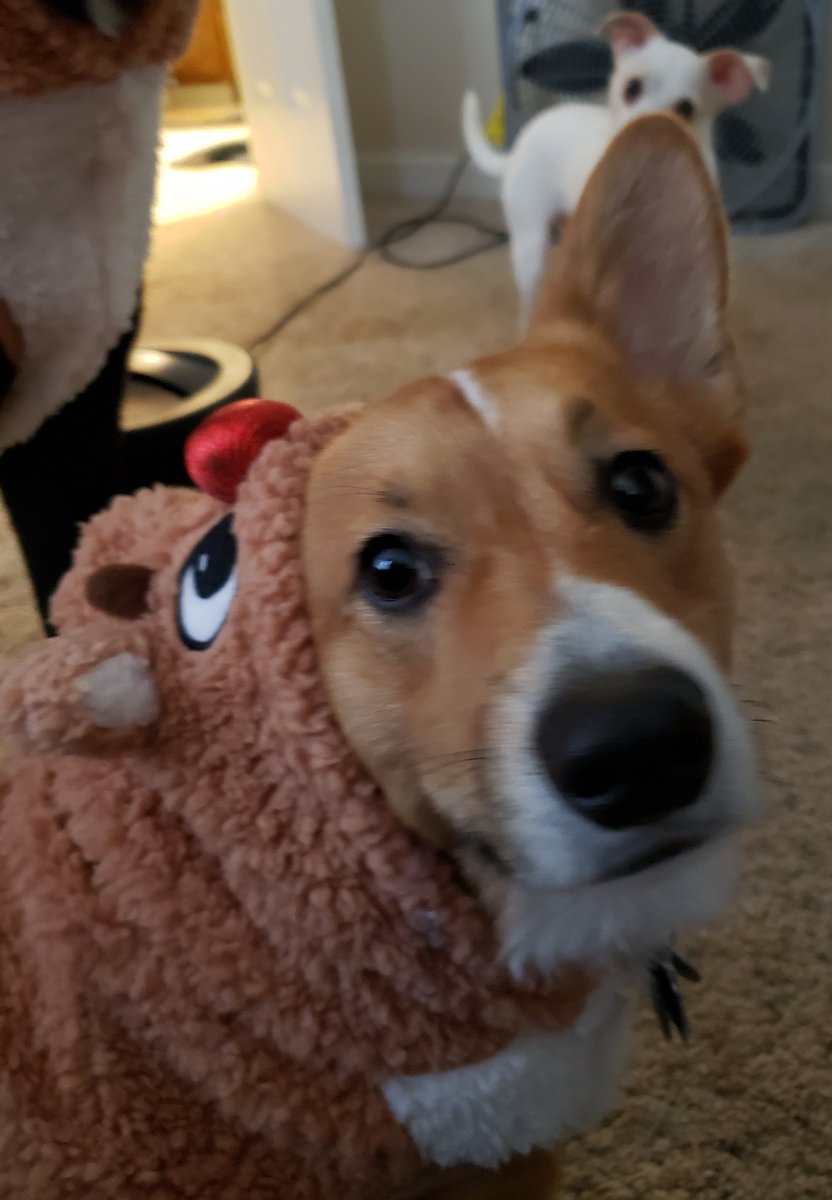 ThorgiPWCorgi's tweet photo. A king has heard his calling! #PupweiserContest @budweiserusa https://t.co/kBMOxE1TYz