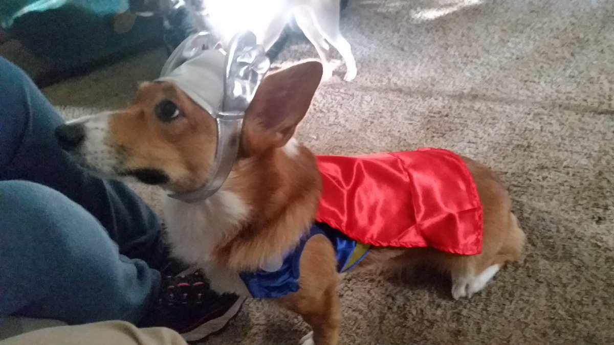 ThorgiPWCorgi's tweet photo. A king has heard his calling! #PupweiserContest @budweiserusa https://t.co/kBMOxE1TYz