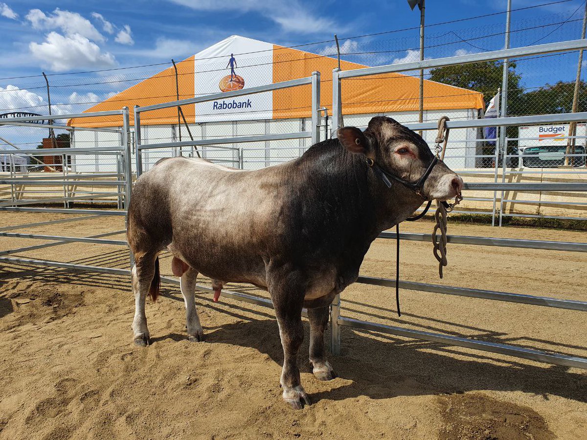 BeefLedger (@beefledger1) on Twitter photo Congrats to <a href="/QSP73Z/">Sonya Popowycz Comiskey 🇺🇦</a> with her prize winning bull at Beef Week 2021! Passion + excellence = great outcomes! Congrats to <a href="/QSP73Z/">Sonya Popowycz Comiskey 🇺🇦</a> with her prize winning bull at Beef Week 2021! Passion + excellence = great outcomes!