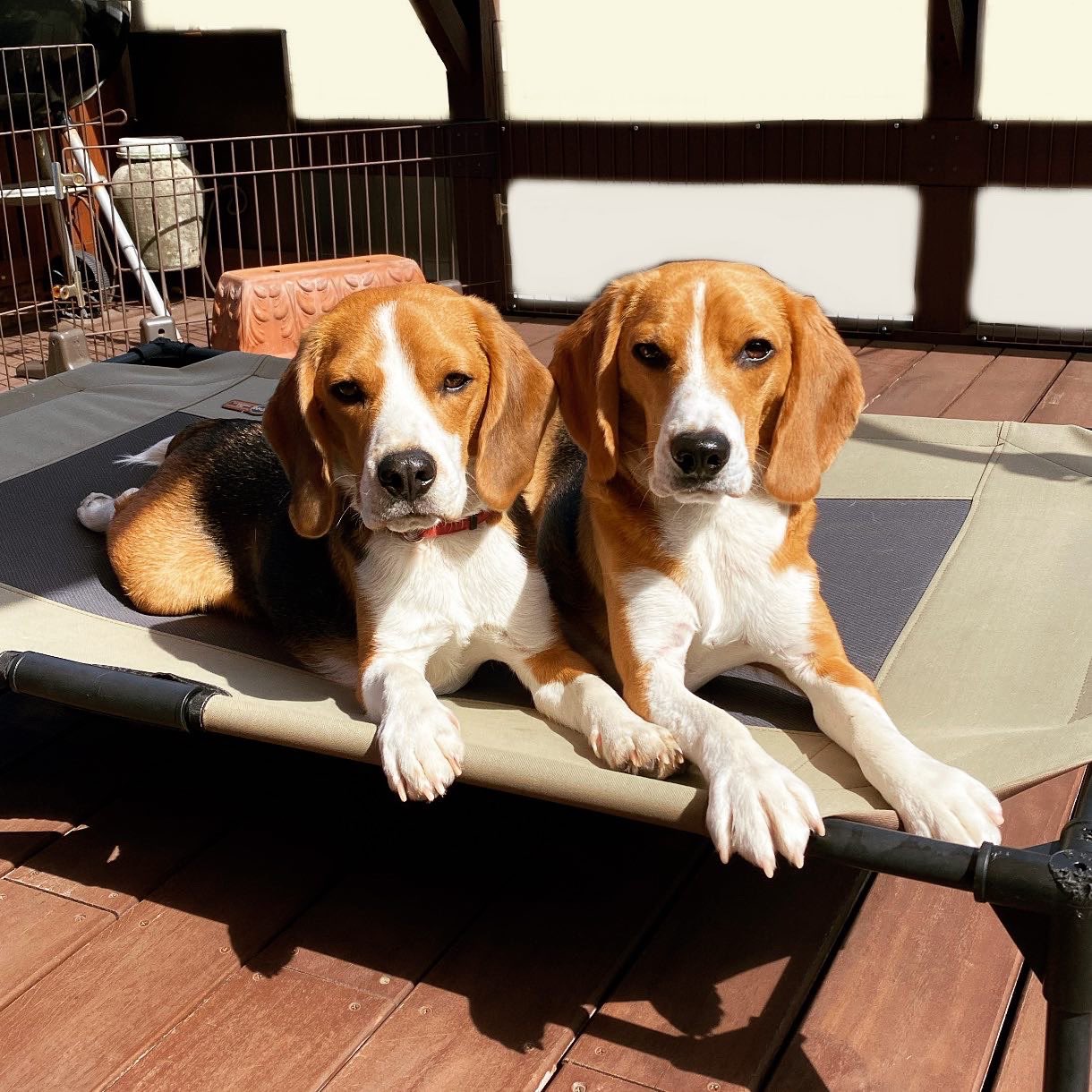 スティーヴン スピルハンバーグ 日常4コマーぬ 4コマ 4コマ漫画 漫画 イラスト イラストレーター パンダと犬 犬かわいい 犬 ビーグル ビーグル犬 多頭飼い スティーヴンスピルハンバーグ T Co Qb8opq0nqc Twitter