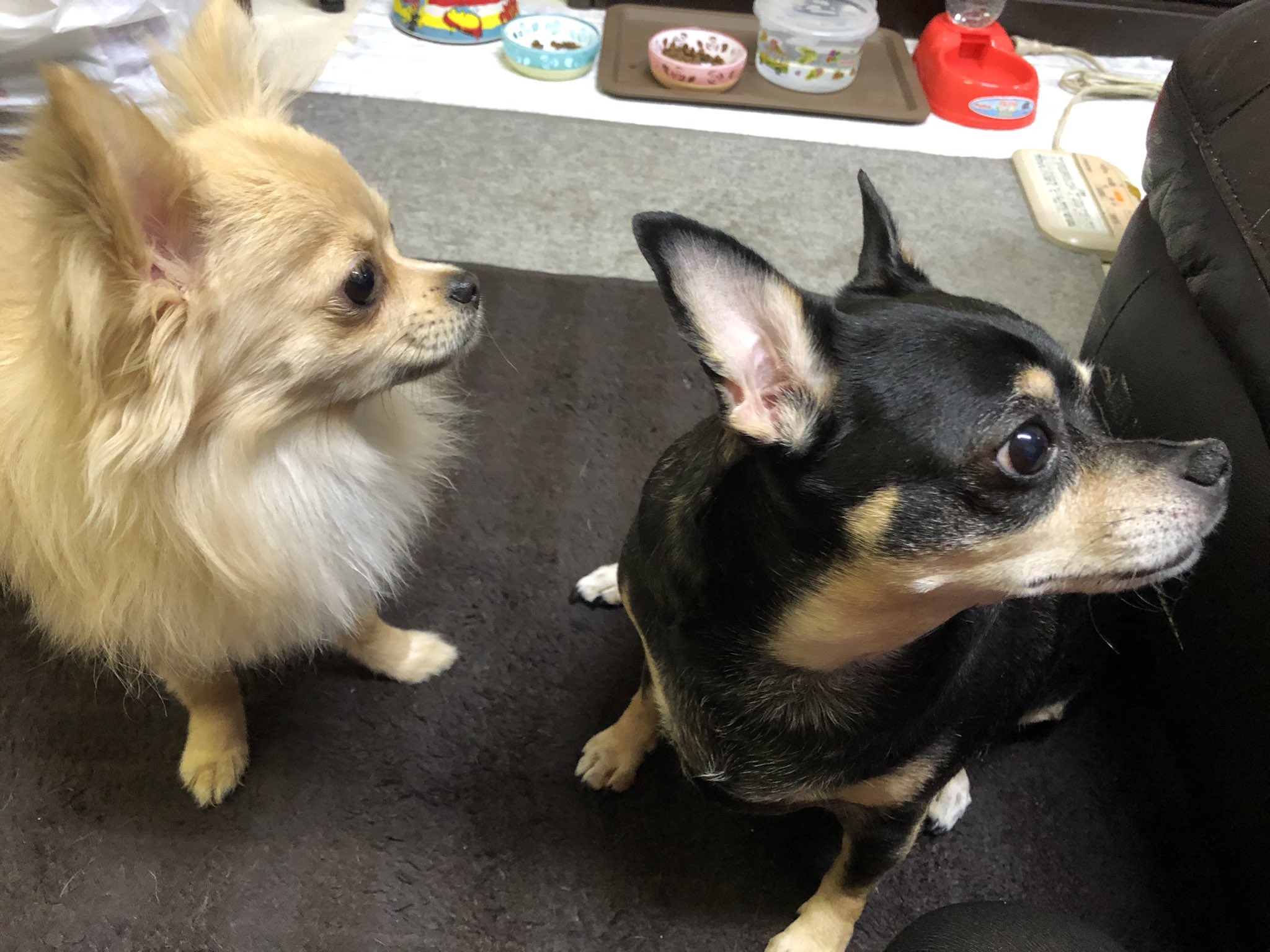 Suiko チワワ ミニピン ポメラニアン 犬のいる幸せ Mix犬 右へならえ T Co Cay3vydrop Twitter