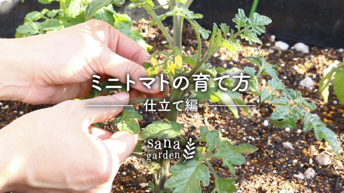Lovegreen ミニトマトの育て方 わき芽かきと支柱の立て方 T Co Boytmi2kg8 家庭菜園で一番人気の野菜 ミニトマト の一般的な仕立て方やわき芽かき 支柱の立て方をご紹介 わき芽とは わき芽かきの注意点 基本的な仕立て方 Lovegreen ミニトマトの育て方 わき芽かきと支柱の立て方 T Co Boytmi2kg8 家庭菜園で一番人気の野菜 ミニトマト の一般的な仕立て方やわき芽かき 支柱の立て方をご紹介 わき芽とは わき芽かきの注意点 基本的な仕立て方