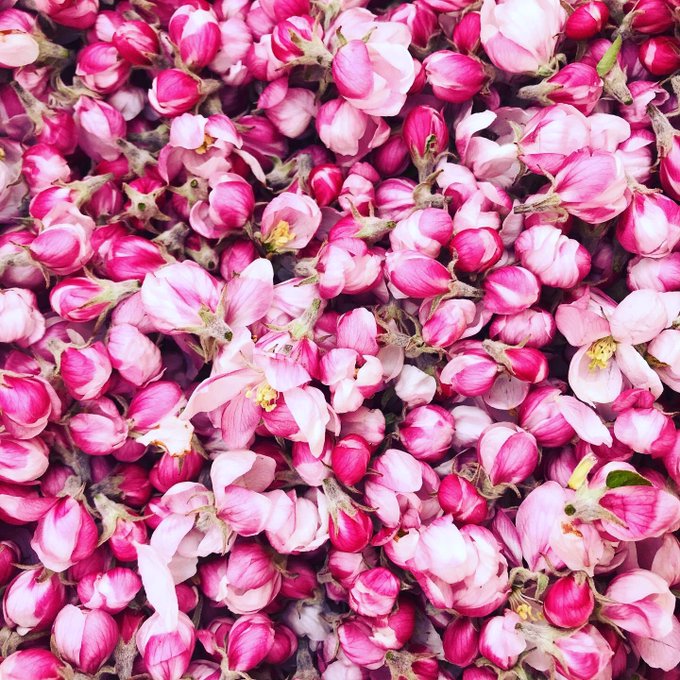 花粉 高画質 のtwitterイラスト検索結果 古い順