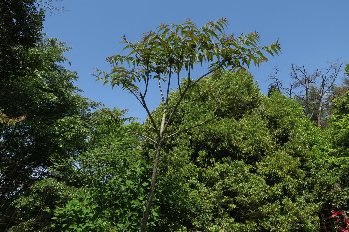 こんちゅう館の敷地内に植栽してあるカラスザンショウが葉を大きく広げてきました。樹皮にある沢山のトゲが特徴です。カラスザンショ...（2021.05.06）  | 東区の動植物園・水族館 - 広島市森林公園こんちゅう館 | まいにちを豊かに りっち