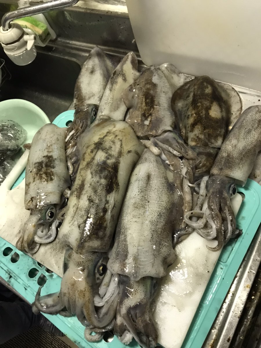 ヒロアキ ムラムラチェリー最強 エギ王k エギング 宇和島 ヒロアキ ムラムラチェリー最強 エギ王k エギング 宇和島