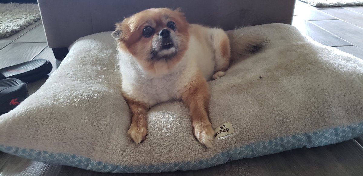 nonnwhite's tweet photo. Rest easy, Sophie baby. I love you. https://t.co/6hBVjv8aj0