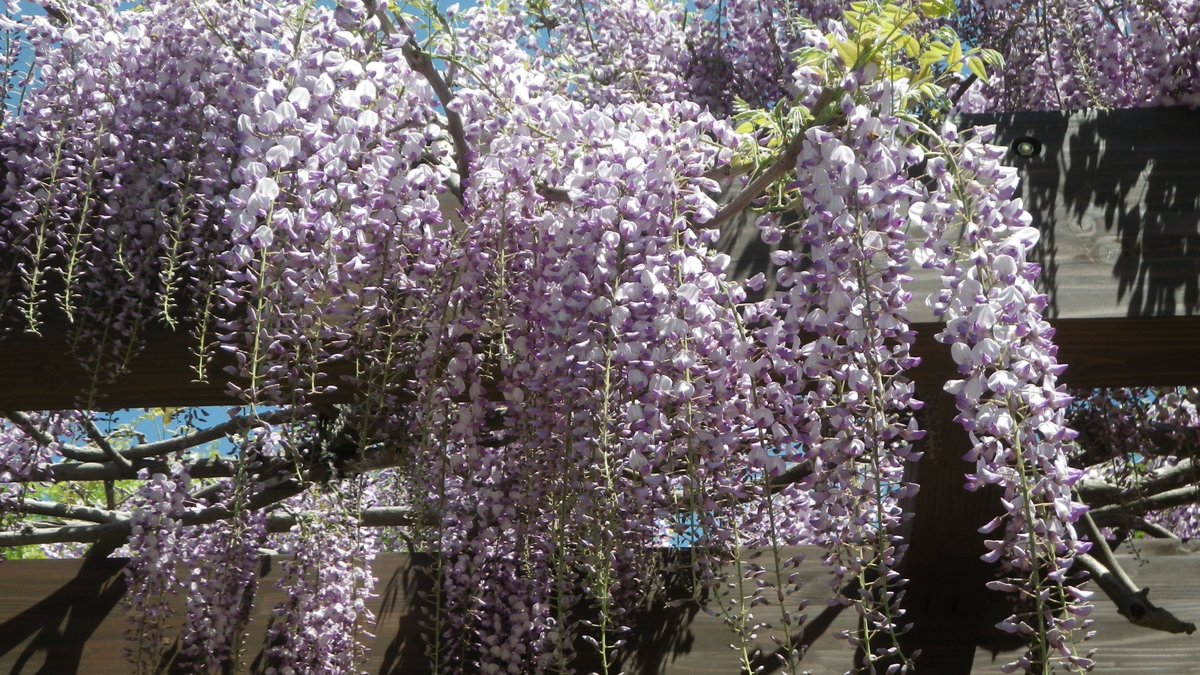 新潟県立植物園 Niigata Bgarden Twitter 新潟県立植物園 Niigata Bgarden Twitter