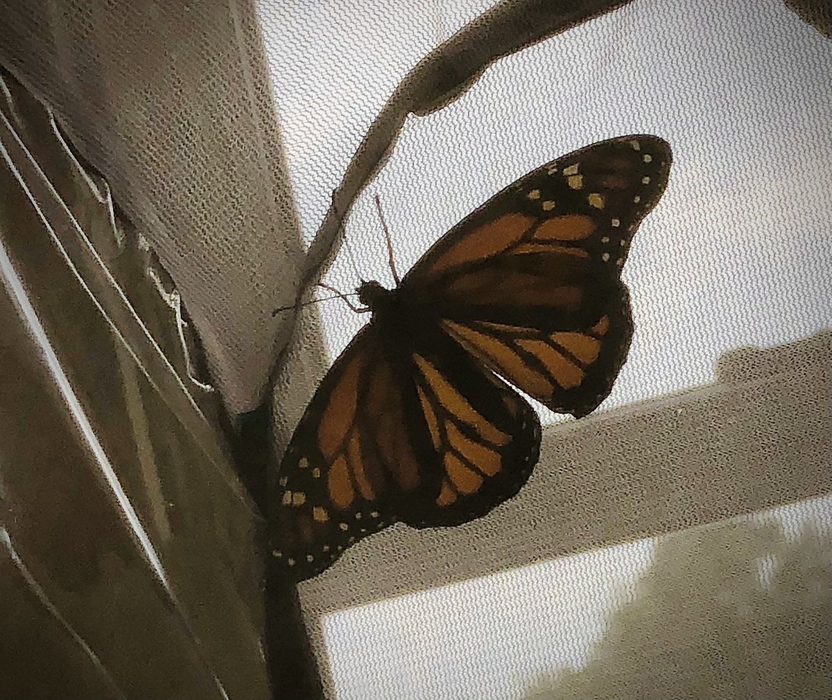 Not much happening with Athena-mostly still, sometimes spreading her wings and stretching. This is a female butterfly, based on the pattern & lack of spots on inner wings. She hasn’t found the nectar and orange slice yet - needs to eat by midday, so will help, if needed.