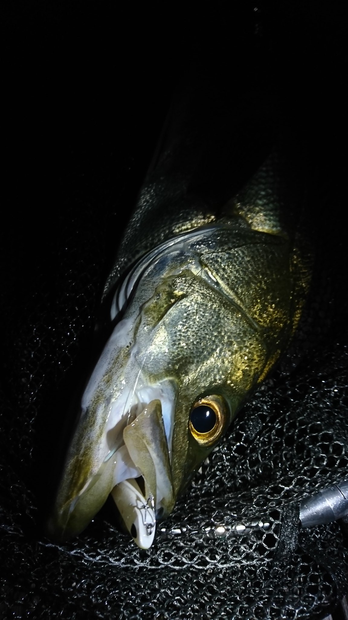 シマジュン Gw中の釣果 釣ってからのプレッシャー上がってか キャストの音だけで水面に出てた魚が沈む いかにそっから釣るのかやね あと写真上手く撮りたい Huerco T Co Hnncux22o6 Twitter