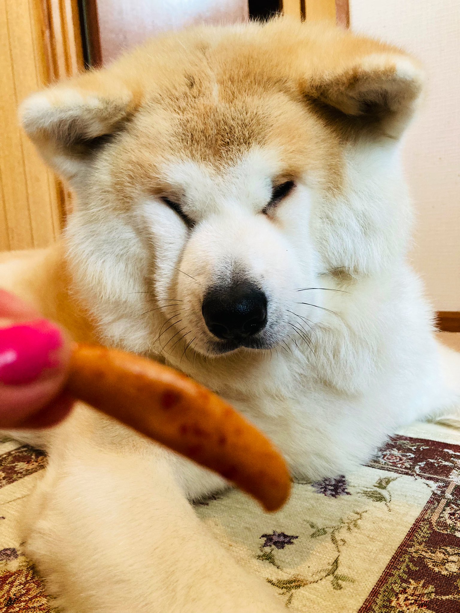 柴犬 秋田犬 はちモナじんくんとポン吉 じんの目は柿の種みたい 秋田犬 柿の種 小さい目 T Co Zynqhlrsup Twitter