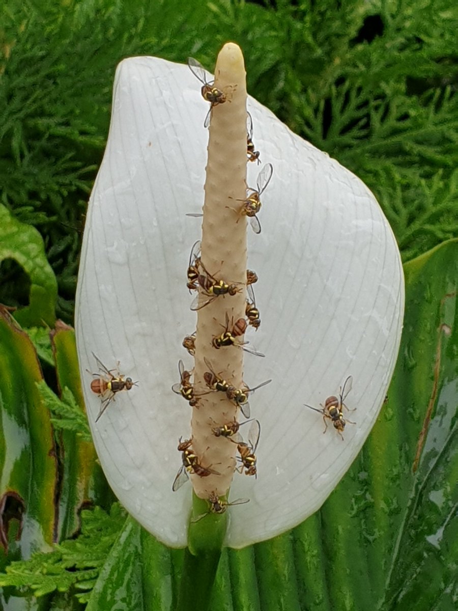 Pollinating fruit flies attracted to a Peace Lily inflorescence
