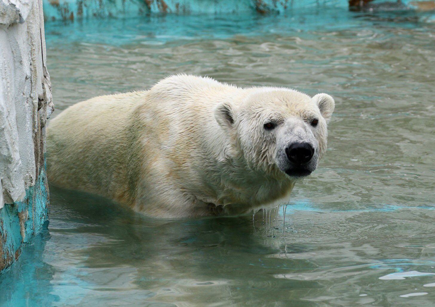 Tama Pa Twitter 今日はサスカッチの一周忌 東山にホッキョクグマが 居なくなった日 オーロラさんとミリーさんと 賑やかにしていますか こちらは未だに皆さん寂しがっていますよ 東山動植物園 ホッキョクグマ サスカッチ Mourning T Co Xv0zdaypu6