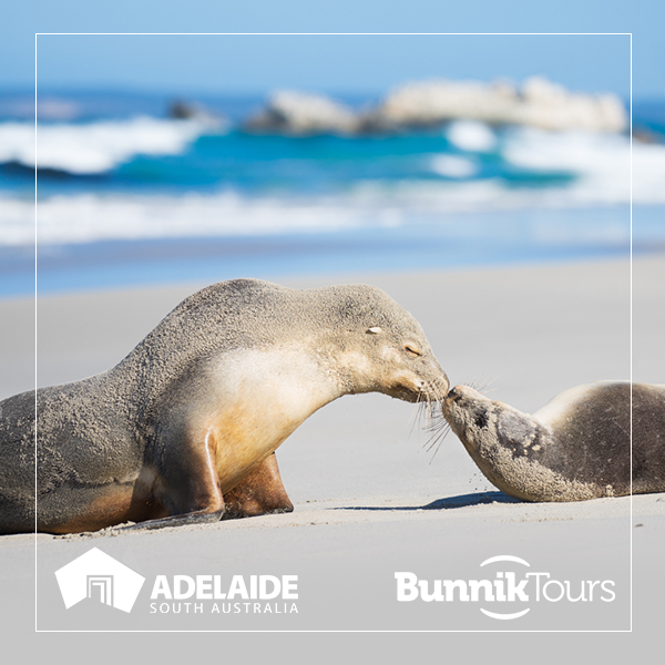 Let's celebrate new dates! 🥂 Our A Taste of South Australia small group tour will show you the very best our backyard has to offer. With new dates just released for December through to March, you will need to get in quick as this best-selling tour won't last! 
#SeeSouthAustralia