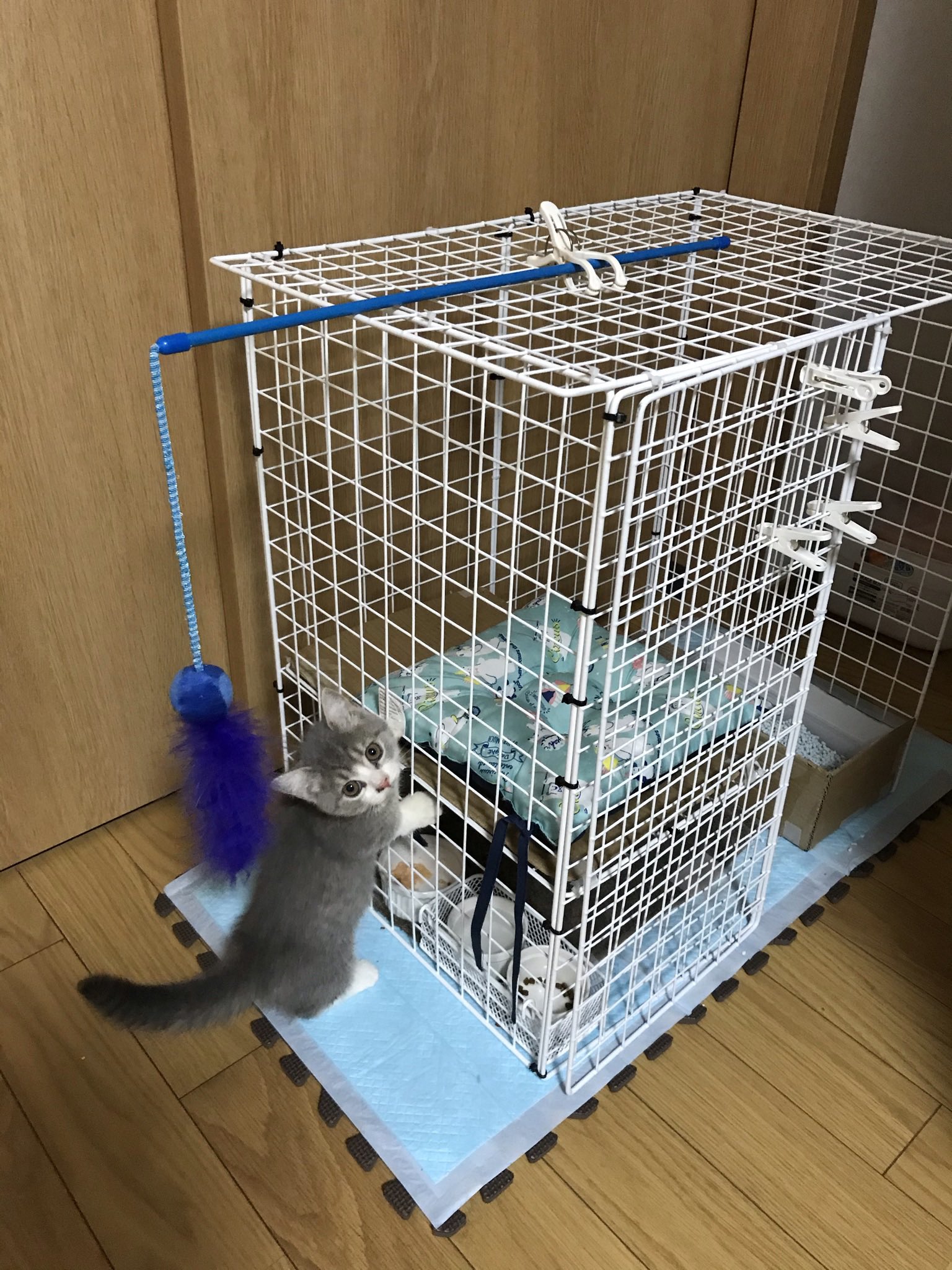 手作りケージ Twitter Search Twitter