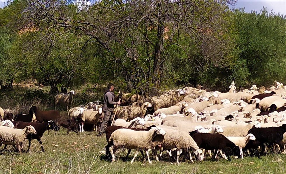 SaboRural tweet media