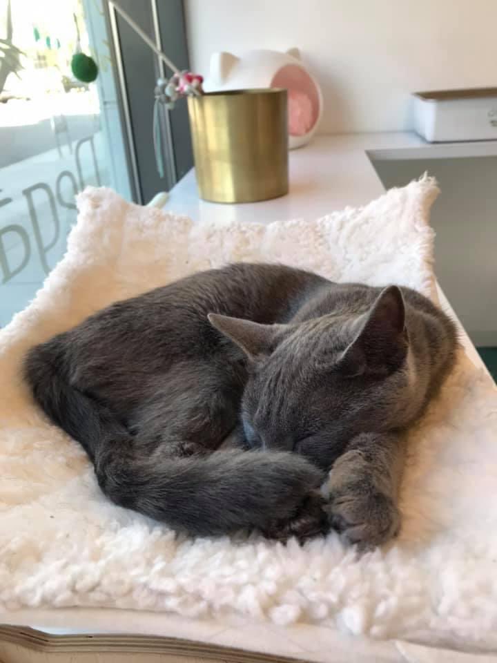 Update: our Cafe will be temporarily closed starting Thursday, May 6. We made this difficult decision based on many factors (high case count, new restrictions, etc). We hope to reopen soon when things get better. Thank you and stay healthy! *Our online shop remains open :)