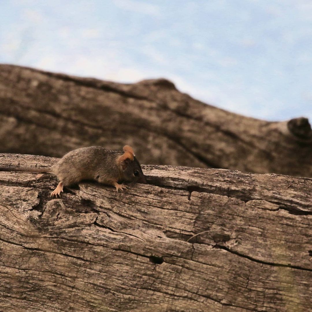 RTW_Aus's tweet image. Missed Chris and @Jacinta_Parsons' Antechinus chat on @abcmelbourne radio yesterday?
Catch the recording here at 44 mins in: abc.net.au/radio/melbourn…

This is looking like a regular spot for us! What Australian animal do you think deserves a mention?
#WildOz #scicomm #antechinus